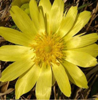 АДОНИС ВЕСЕННИЙ (ADONIS VERNALIS) АДОНИС ВЕСЕННИЙ (ADONIS VERNALIS)