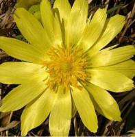 АДОНИС ВЕСЕННИЙ (ADONIS VERNALIS)