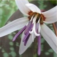 КАНДЫК ЕВРОПЕЙСКИЙ ( ERYTHRONIUM DENS-CANIS ) SNOWFLAKE КАНДЫК ЕВРОПЕЙСКИЙ ( ERYTHRONIUM DENS-CANIS ) SNOWFLAKE