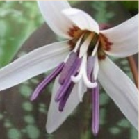 КАНДЫК ЕВРОПЕЙСКИЙ ( ERYTHRONIUM DENS-CANIS ) SNOWFLAKE