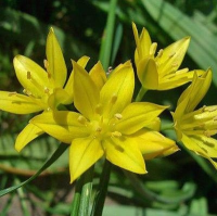 ЛУК МОЛИ (ALLIUM MOLY)