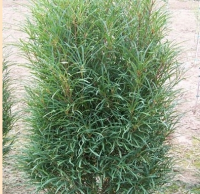 КРУШИНА ОБЫКНОВЕННАЯ ( FRANGULA ALNUS ) ASPLENIFOLIA FIRE LINE КРУШИНА ОБЫКНОВЕННАЯ ( FRANGULA ALNUS ) ASPLENIFOLIA FIRE LINE