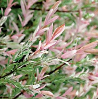 ИВА ЦЕЛЬНОЛИСТНАЯ (SALIX INTEGRA) HAKURO - NISHIKI ИВА ЦЕЛЬНОЛИСТНАЯ (SALIX INTEGRA) HAKURO - NISHIKI
