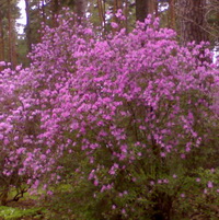 Rh. Ledebourii 150 см Rh. Ledebourii 150 см