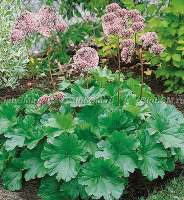 Дармера, Пельтифиллюм щитолистный (Peltiphyllum peltata)