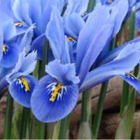 ИРИС СЕТЧАТЫЙ ИЛИ ИРИДОДИКТИУМ ( IRIS RETICULATA=IRIDODICTYUM ) ALIDA