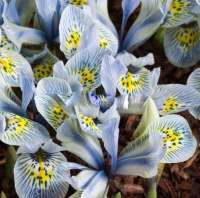 ИРИС СЕТЧАТЫЙ ИЛИ ИРИДОДИКТИУМ ( IRIS RETICULATA=IRIDODICTYUM ) KATHARINE HODGKIN