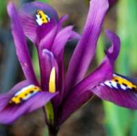 ИРИС СЕТЧАТЫЙ ИЛИ ИРИДОДИКТИУМ ( IRIS RETICULATA=IRIDODICTYUM ) PAULINE