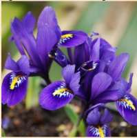 ИРИС СЕТЧАТЫЙ ИЛИ ИРИДОДИКТИУМ ( IRIS RETICULATA=IRIDODICTYUM ) PIXIE ИРИС СЕТЧАТЫЙ ИЛИ ИРИДОДИКТИУМ ( IRIS RETICULATA=IRIDODICTYUM ) PIXIE