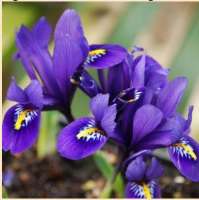 ИРИС СЕТЧАТЫЙ ИЛИ ИРИДОДИКТИУМ ( IRIS RETICULATA=IRIDODICTYUM ) PIXIE