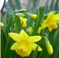 НАРЦИСС ЦИКЛАМЕНОВИДНЫЙ (NARCISSUS CYCLAMINEUS) TETE-A-TETE