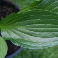 ХОСТА (HOSTA) MANTIS ХОСТА (HOSTA) MANTIS