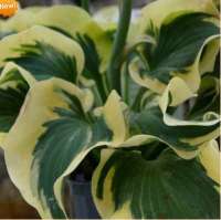 ХОСТА ( HOSTA ) MINI SKIRT ХОСТА ( HOSTA ) MINI SKIRT