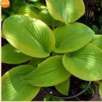 ХОСТА ( HOSTA ) APPLE CANDY ХОСТА ( HOSTA ) APPLE CANDY