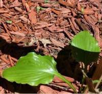 ХОСТА (HOSTA) PLUM NUTTY ХОСТА (HOSTA) PLUM NUTTY