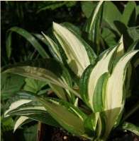 ХОСТА (HOSTA) DIAMOND NECKLACE ХОСТА (HOSTA) DIAMOND NECKLACE