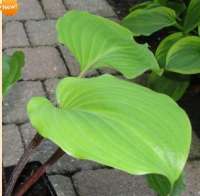 ХОСТА (HOSTA) RED BULL