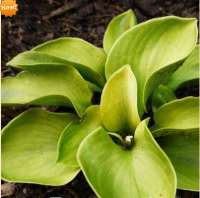 ХОСТА ( HOSTA ) GIANTLAND SUNNY MOUSE EARS ХОСТА ( HOSTA ) GIANTLAND SUNNY MOUSE EARS