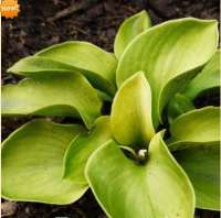 ХОСТА ( HOSTA ) GIANTLAND SUNNY MOUSE EARS