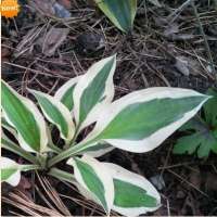 ХОСТА (HOSTA) NAKED LADY ХОСТА (HOSTA) NAKED LADY