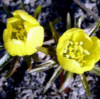 ЭРАНТИС КИЛИКИЙСКИЙ ( ERANTHIS CILICICA )