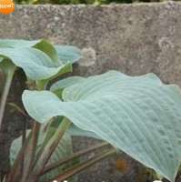 ХОСТА (HOSTA) BLUEBERRY MUFFIN