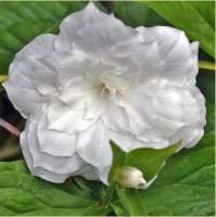 ТРИЛЛИУМ КРУПНОЦВЕТКОВЫЙ (TRILLIUM GRANDIFLORUM) FLORE PLENO ТРИЛЛИУМ КРУПНОЦВЕТКОВЫЙ (TRILLIUM GRANDIFLORUM) FLORE PLENO