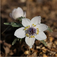 ЭРАНТИС ПЕРИСТОНАДРЕЗНЫЙ ( ERANTHIS PINNATIFIDA )