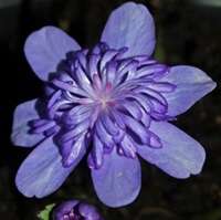 ПЕЧЕНОЧНИЦА ТРАНСИЛЬВАНСКАЯ (HEPATICA TRANSILVANICA) ELISON SPENCE