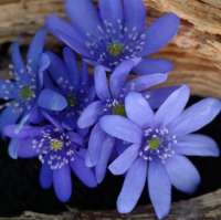 ПЕЧЕНОЧНИЦА ТРАНСИЛЬВАНСКАЯ (HEPATICA TRANSILVANICA) ADA SCOTT