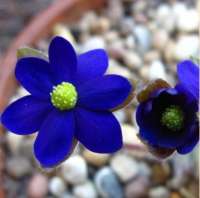 ПЕЧЕНОЧНИЦА (HEPATICA x media) MILLSTREAM MERLIN ПЕЧЕНОЧНИЦА (HEPATICA x media) MILLSTREAM MERLIN