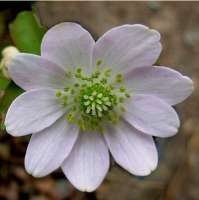 АНЕМОНЕЛЛА ВАСИЛИСТНИКОВАЯ (ANEMONELLA THALICTROIDES)