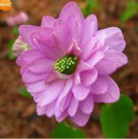 АНЕМОНЕЛЛА ВАСИЛИСТНИКОВАЯ (ANEMONELLA THALICTROIDES) KIKUZAKI PINK