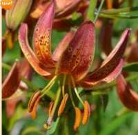 ЛИЛИЯ МАРТАГОН ( LILIUM MARTAGON ) CRANBERRY DANSER