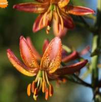 ЛИЛИЯ МАРТАГОН ( LILIUM MARTAGON ) GAY LIGHTS