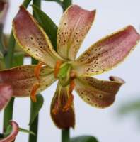 ЛИЛИЯ МАРТАГОН (LILIUM MARTAGON) SLATE'S MORNING