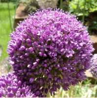 ЛУК (ALLIUM) AMBASSADOR