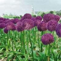 ЛУК ( x ALLIUM ) GLADIATOR