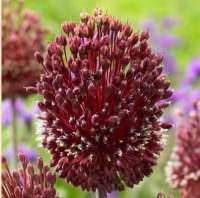 ЛУК АМЕТИСТОВЫЙ (ALLIUM AMETHYSTINUM) RED MOHICAN