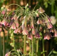 ЛУК БОЛГАРСКИЙ (ALLIUM BULGARICUM)