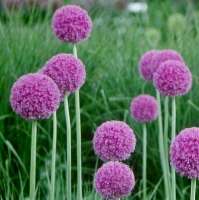 ЛУК ГИГАНТСКИЙ (ALLIUM GIGANTEUM)