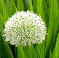 ЛУК СТЕБЕЛЬЧАТЫЙ ( ALLIUM STIPITATUM ) MOUNT EVEREST