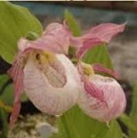 БАШМАЧОК (CYPRIPEDIUM) forma PINK