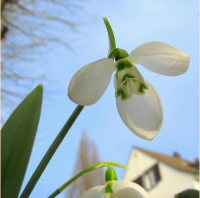 ПОДСНЕЖНИК ЭЛЬВИСА (GALANTHUS ELWESII)