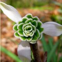 ПОДСНЕЖНИК (GALANTHUS) DIONYSUS