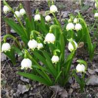 БЕЛОЦВЕТНИК ЛЕТНИЙ (LEUCOJUM AESTIVUM)