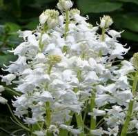 ГИАЦИНТОИДЕС ИСПАНСКИЙ (HYACINTHOIDES HISPANICA) ALBA