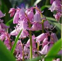 ГИАЦИНТОИДЕС ИСПАНСКИЙ (HYACINTHOIDES HISPANICA) PINK