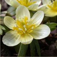 ЭРАНТИС ЗИМНИЙ (ERANTHIS HYEMALIS) SCHWEFELGLANZ