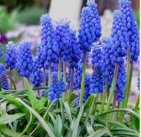 МУСКАРИ АРМЯНСКИЙ (MUSCARI ARMENIACUM)